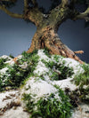 Snow Pine - Wonder (Preserved Plants)