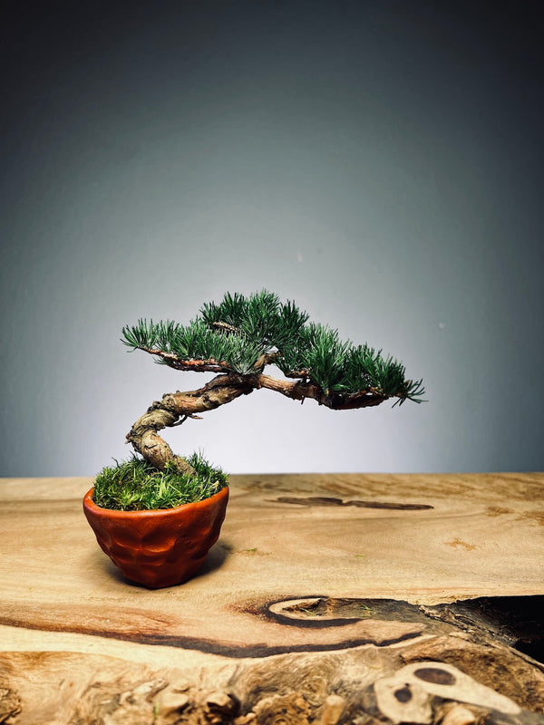 Juniper by the Winding Path - Small (Preserved Plants)