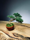 Juniper by the Winding Path - Small (Preserved Plants)