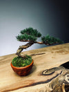 Juniper by the Winding Path - Small (Preserved Plants)