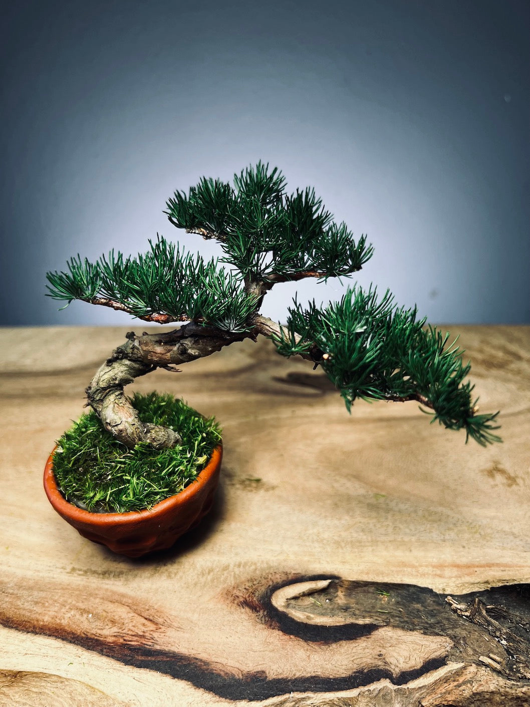 Juniper by the Winding Path - Small (Preserved Plants)