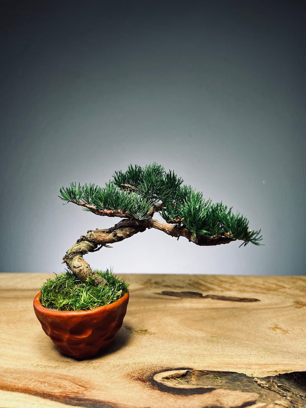 Juniper by the Winding Path - Small (Preserved Plants)