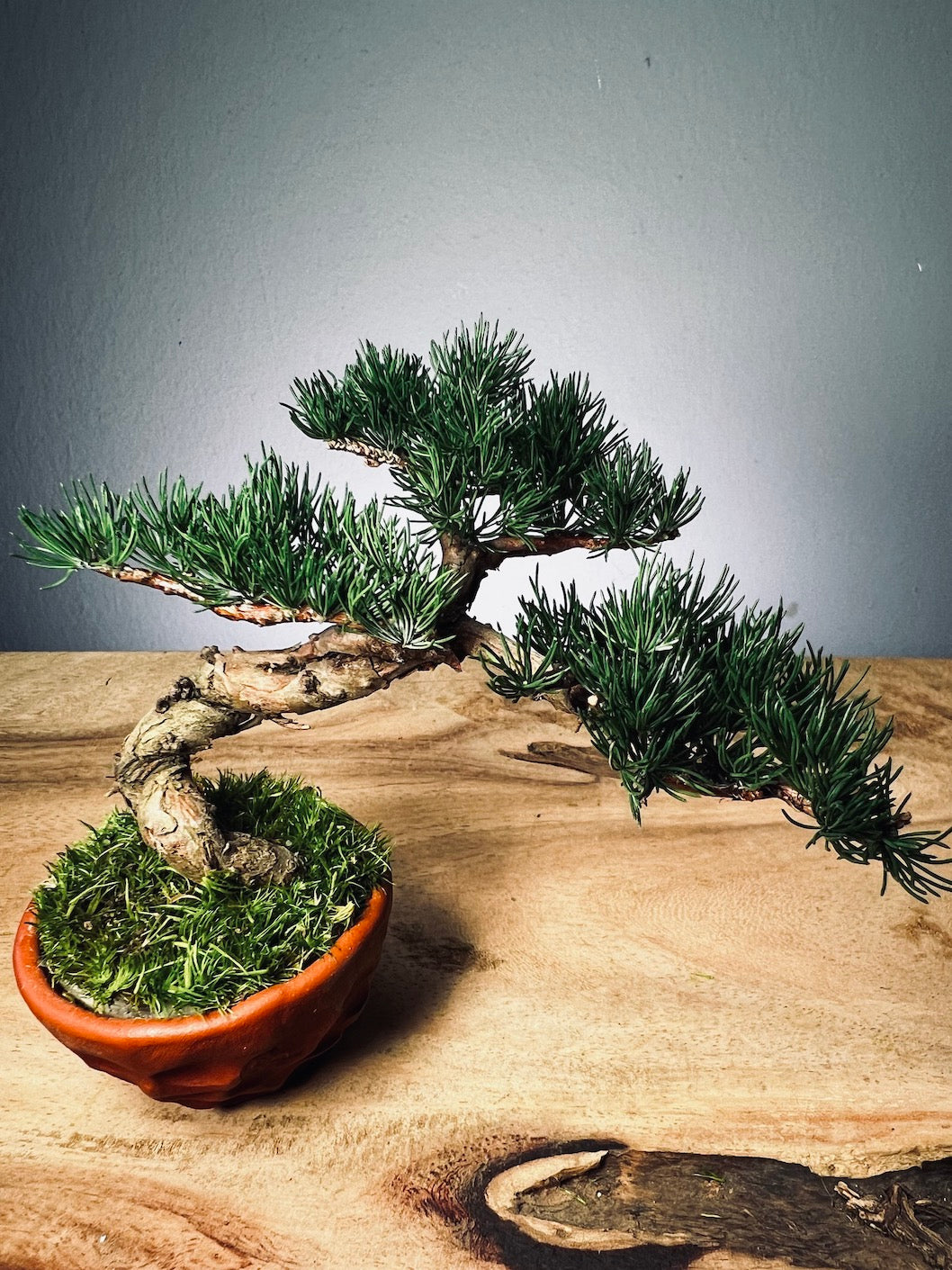 Juniper by the Winding Path - Small (Preserved Plants)