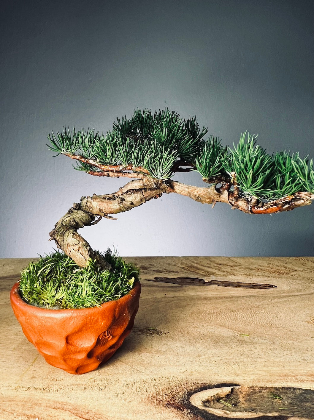 Juniper by the Winding Path - Small (Preserved Plants)