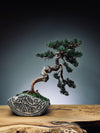 Lone Pine - Juniper of the Cultured Garden (Preserved Plants)