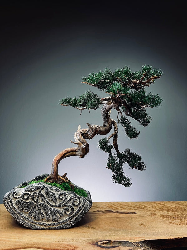 Lone Pine - Juniper of the Cultured Garden (Preserved Plants)