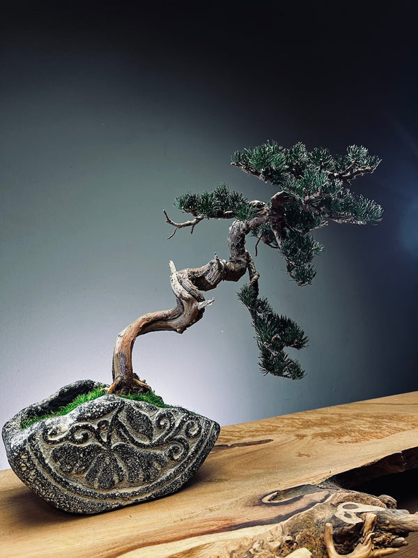 Lone Pine - Juniper of the Cultured Garden (Preserved Plants)