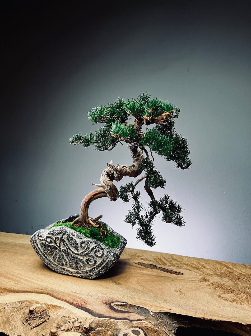 Lone Pine - Juniper of the Cultured Garden (Preserved Plants)