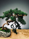 Lone Pine - Juniper of the Cultured Garden (Preserved Plants)