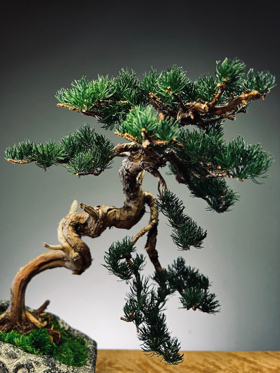 Lone Pine - Juniper of the Cultured Garden (Preserved Plants)