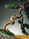 Lone Pine - Juniper of the Cultured Garden (Preserved Plants)