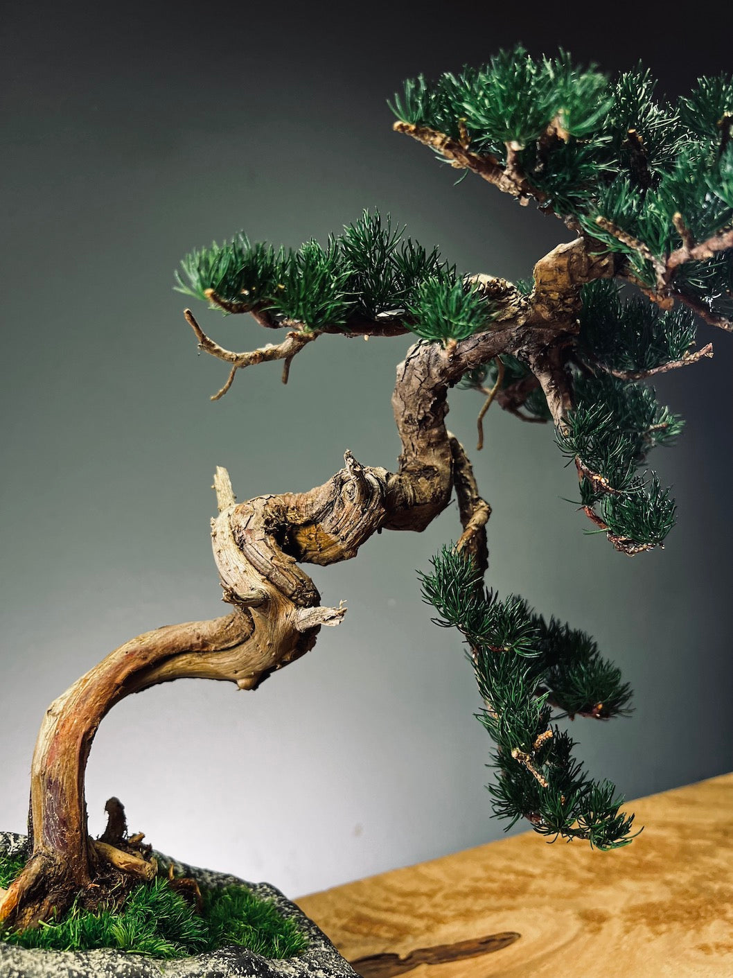 Lone Pine - Juniper of the Cultured Garden (Preserved Plants)