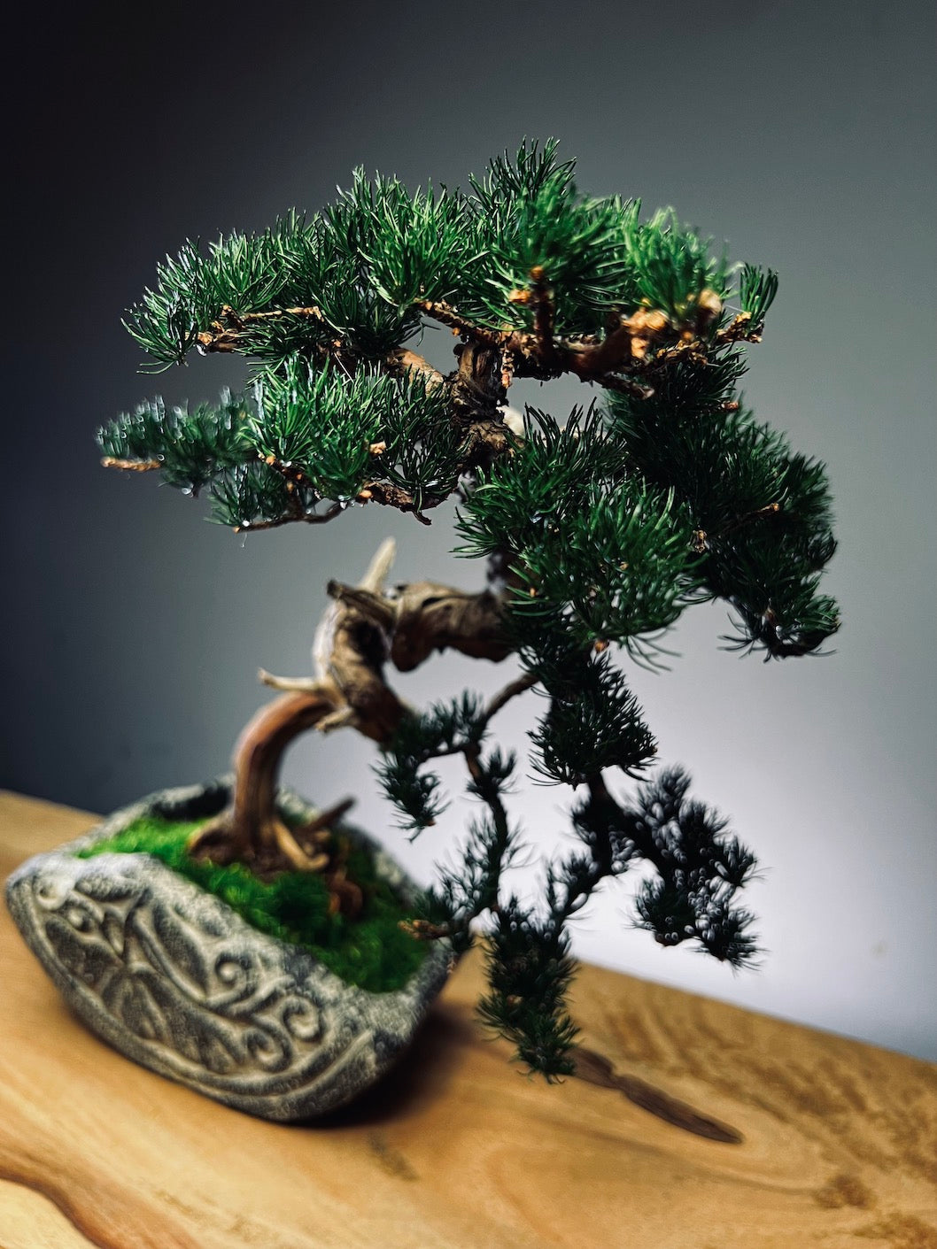 Lone Pine - Juniper of the Cultured Garden (Preserved Plants)