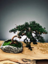 Lone Pine - Juniper of the Cultured Garden (Preserved Plants)