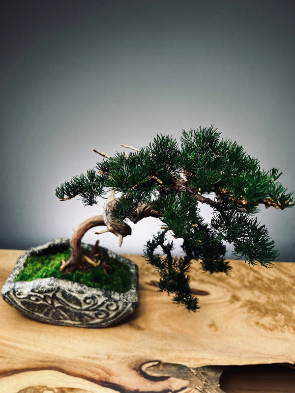 Lone Pine - Juniper of the Cultured Garden (Preserved Plants)