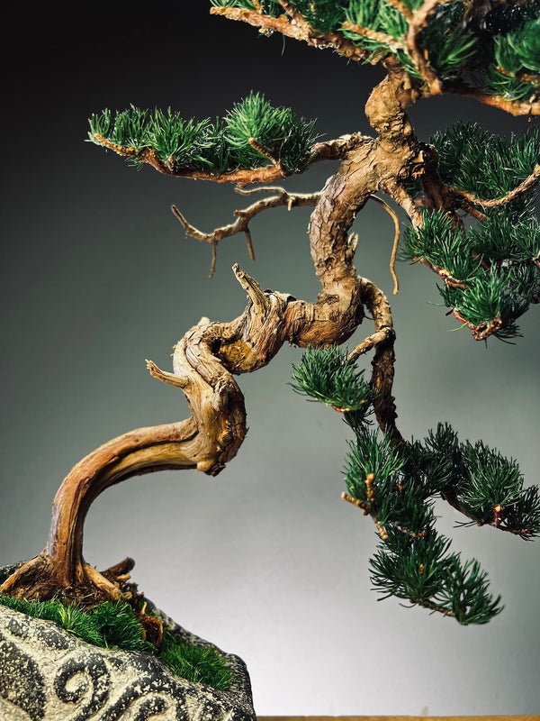 Lone Pine - Juniper of the Cultured Garden (Preserved Plants)