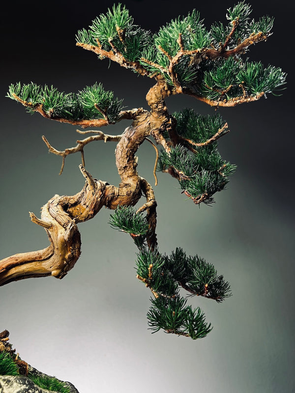 Lone Pine - Juniper of the Cultured Garden (Preserved Plants)