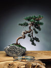 Lone Pine - Juniper of the Cultured Garden (Preserved Plants)