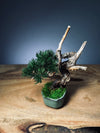 Juniper by the Winding Path - Atom (Preserved Plants)