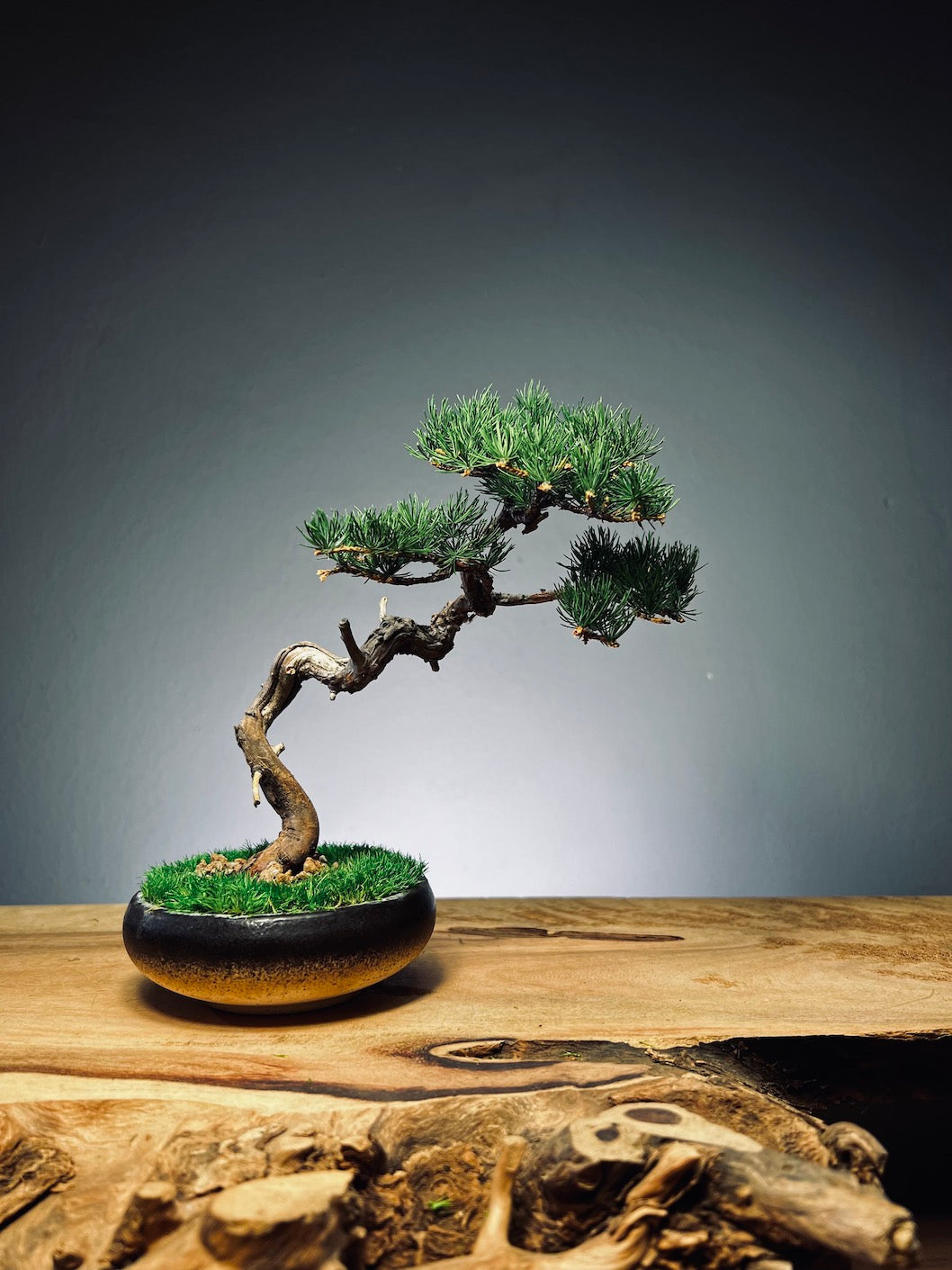 Juniper by the Winding Path - Classics (Preserved Plants)