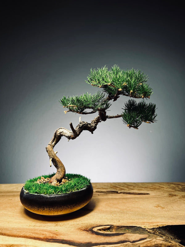 Juniper by the Winding Path - Classics (Preserved Plants)