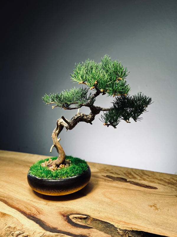 Juniper by the Winding Path - Classics (Preserved Plants)