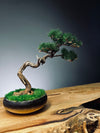 Juniper by the Winding Path - Classics (Preserved Plants)