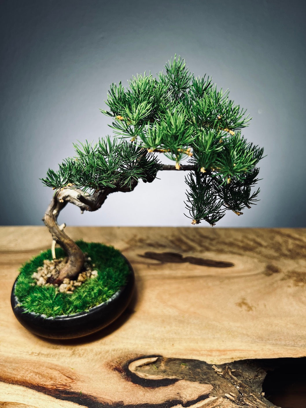 Juniper by the Winding Path - Classics (Preserved Plants)