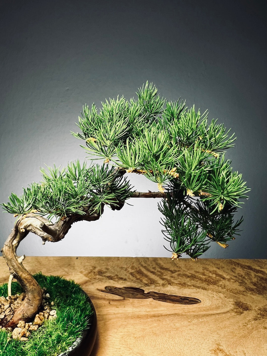 Juniper by the Winding Path - Classics (Preserved Plants)