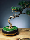 Juniper by the Winding Path - Classics (Preserved Plants)