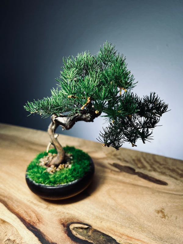 Juniper by the Winding Path - Classics (Preserved Plants)