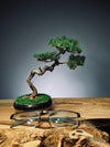 Juniper by the Winding Path - Classics (Preserved Plants)