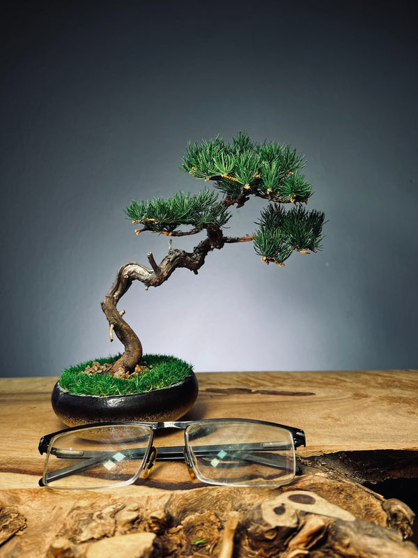 Juniper by the Winding Path - Classics (Preserved Plants)