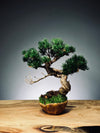 Juniper by the Winding Path - Atom - Ashen Rise (Preserved Plants)