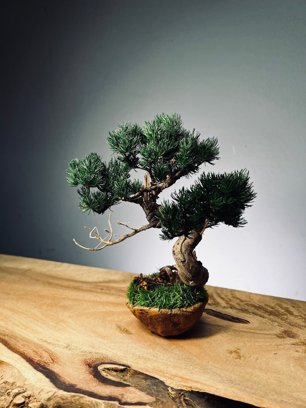 Juniper by the Winding Path - Atom - Ashen Rise (Preserved Plants)