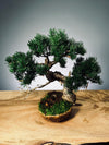 Juniper by the Winding Path - Atom - Ashen Rise (Preserved Plants)