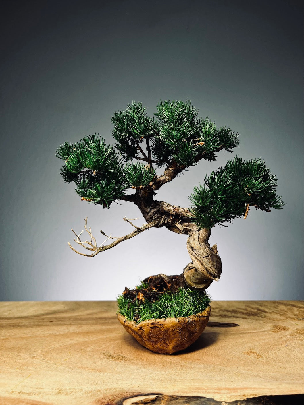 Juniper by the Winding Path - Atom - Ashen Rise (Preserved Plants)