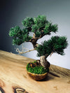 Juniper by the Winding Path - Atom - Ashen Rise (Preserved Plants)