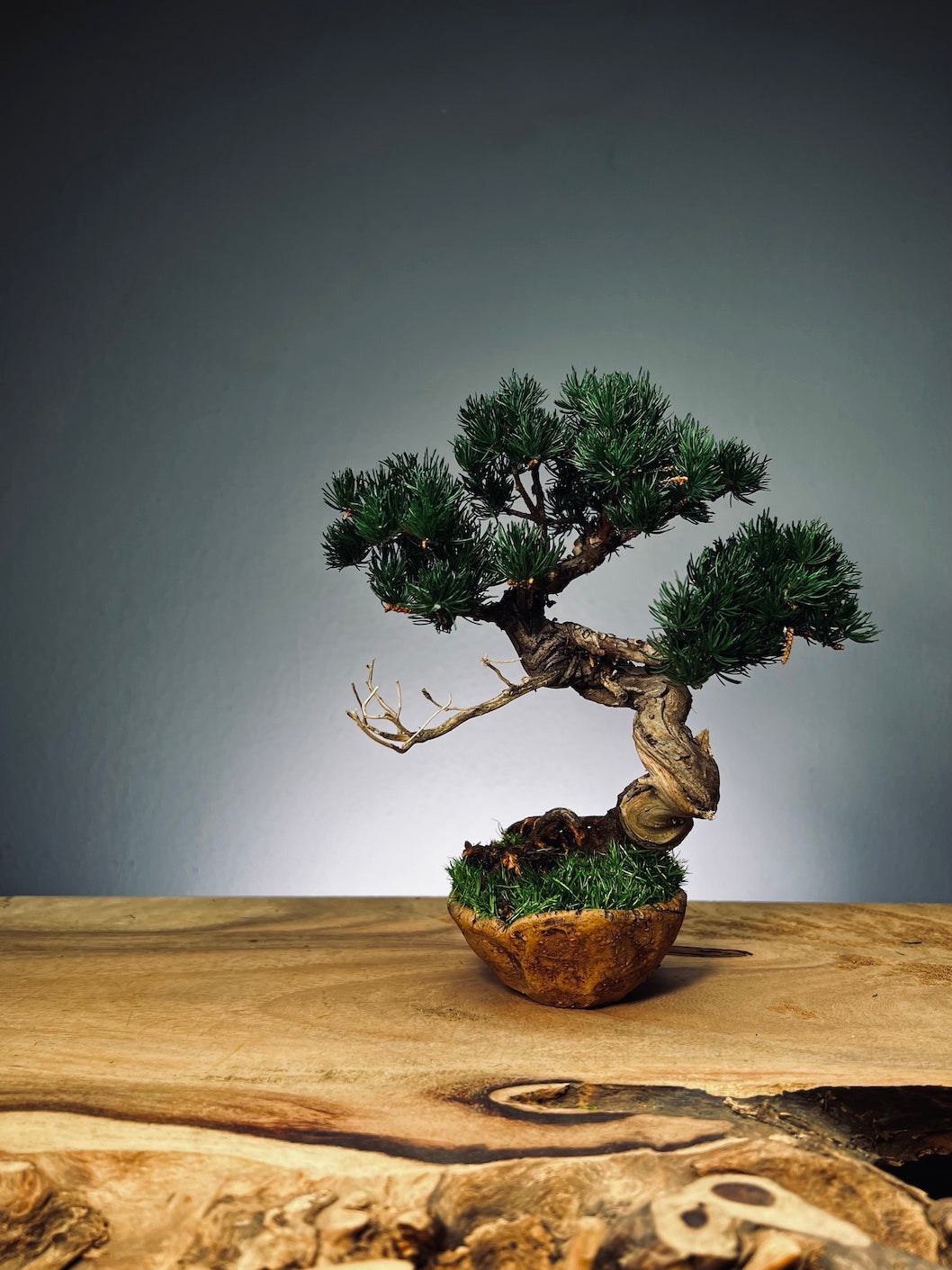 Juniper by the Winding Path - Atom - Ashen Rise (Preserved Plants)