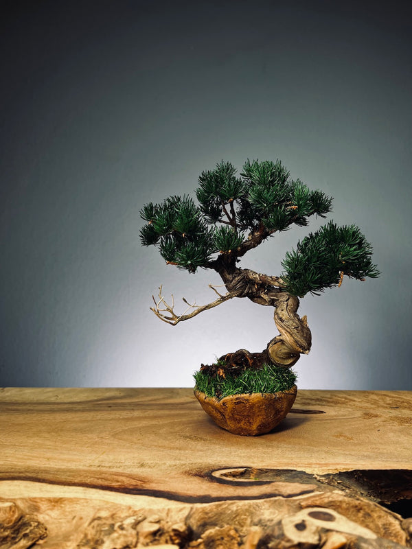 Juniper by the Winding Path - Atom - Ashen Rise (Preserved Plants)