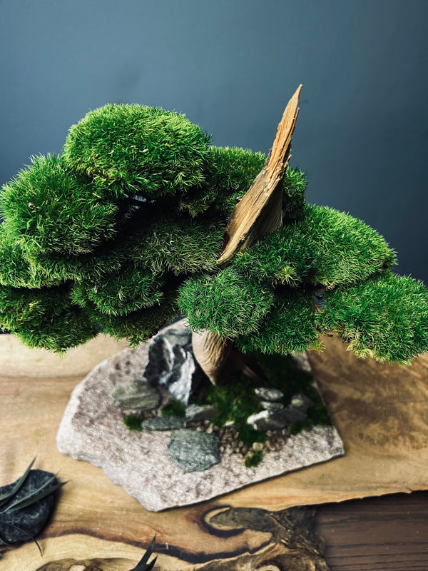 The Windcut Wood - Medium version - Raw (Preserved Plants)