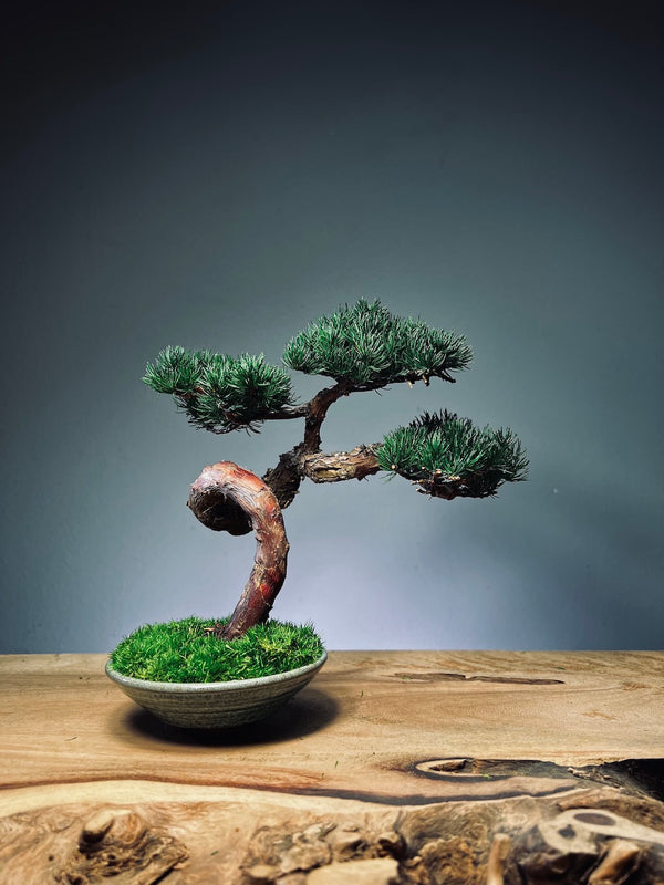 Juniper by the Winding Path - Classics (Preserved Plants)