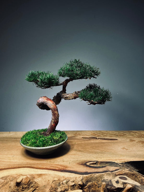 Juniper by the Winding Path - Classics (Preserved Plants)