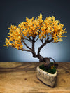 Juniper by the Winding Path - Golden Autumn (Preserved Plants)
