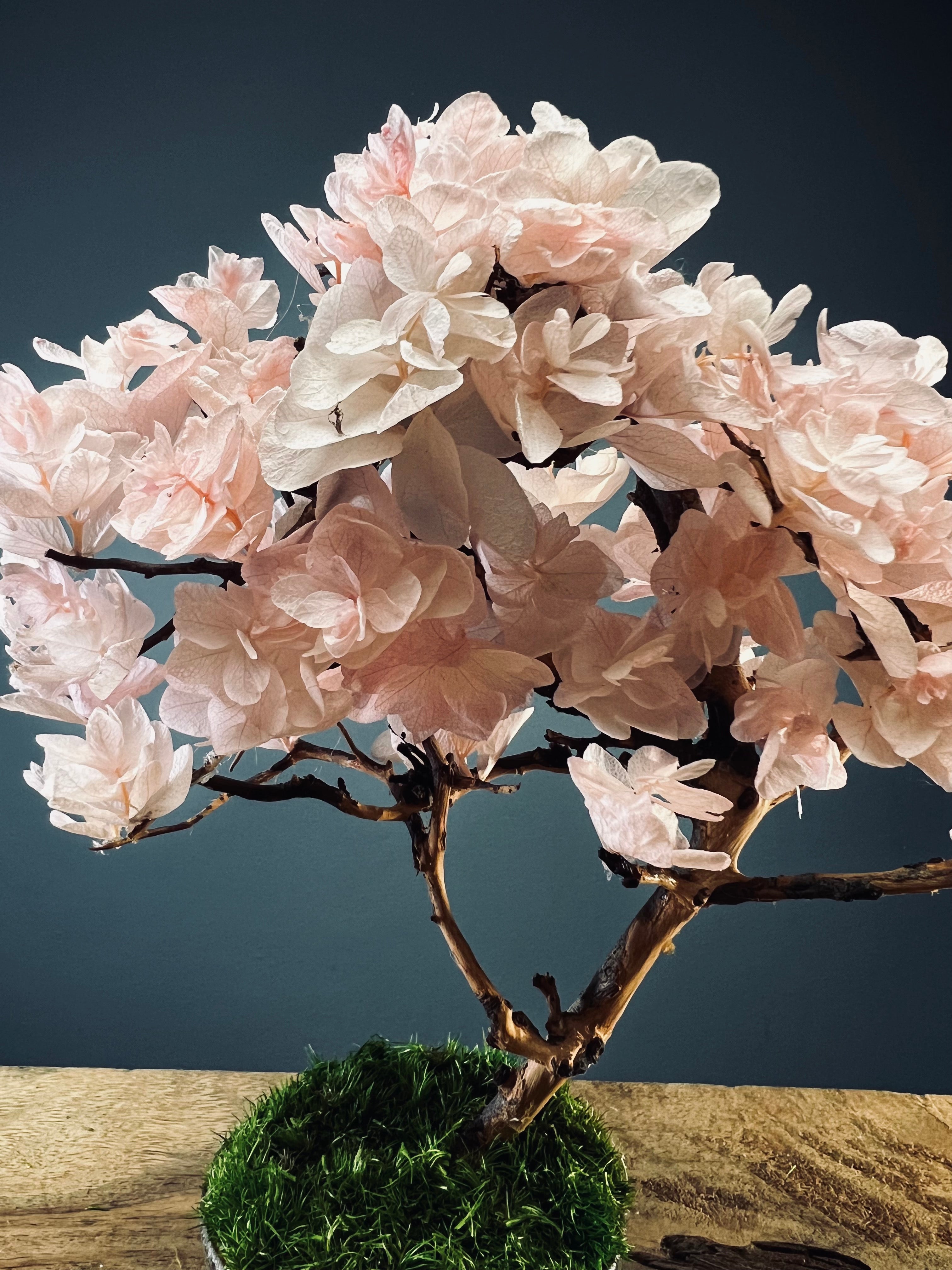 A Small Tree in the East - Sakura - Larger version (Preserved Plants)