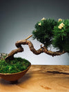 Juniper by the Winding Path - West Wind Moves (Preserved Plants)