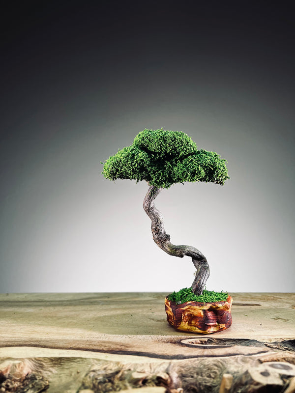 A Small Tree in the East - Classics - Rosewood edition (Preserved Plants)