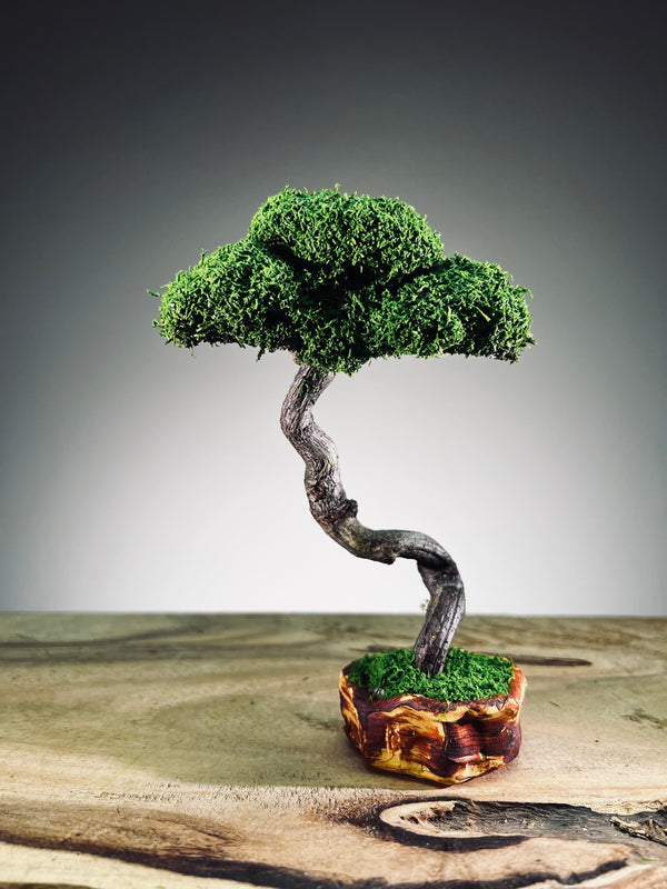 A Small Tree in the East - Classics - Rosewood edition (Preserved Plants)