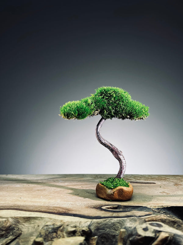 A Small Tree in the East - Classics - Rosewood edition (Preserved Plants)