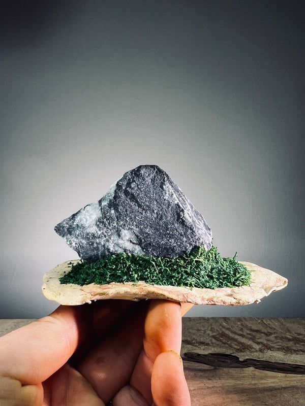 Slow Stone - Freshman - Smaller (Preserved Plants)